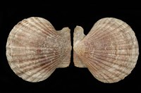 藏品(巴基斯坦海扇蛤)的圖片